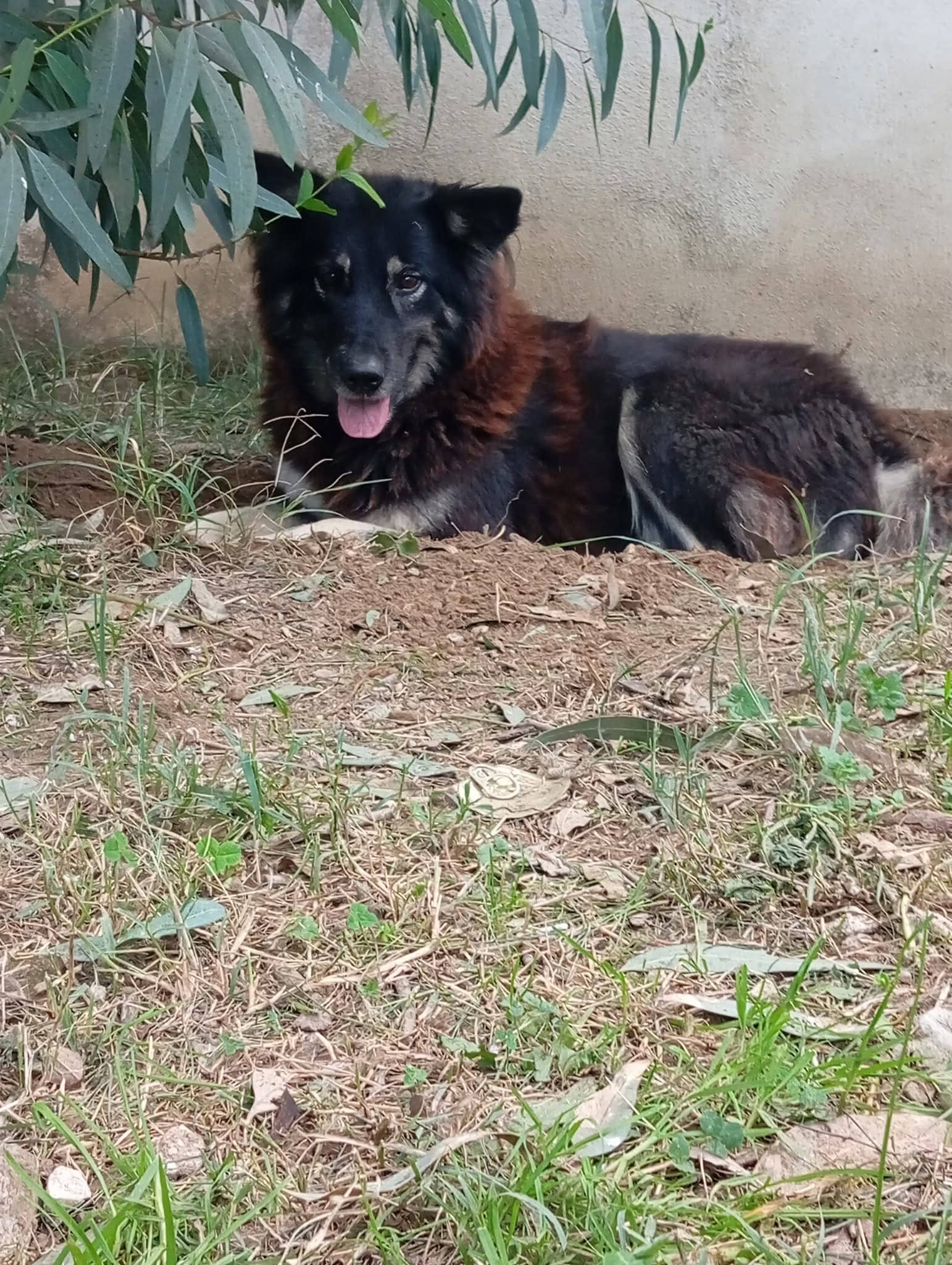 Pet photo 2