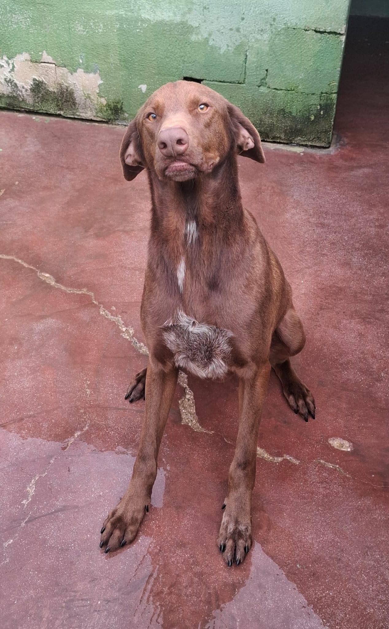 Pet photo 4