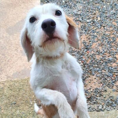 Pet photo 2