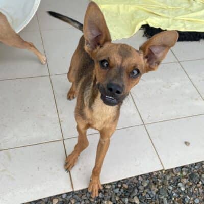 Pet photo 1