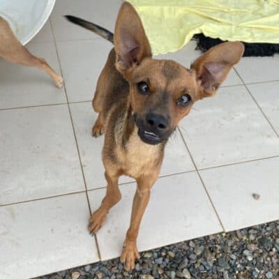 Pet photo 1