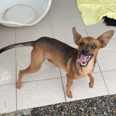 Pet photo 2