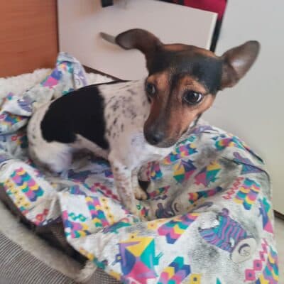 Pet photo 1