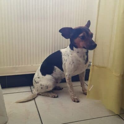 Pet photo 2