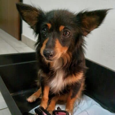 Pet photo 1