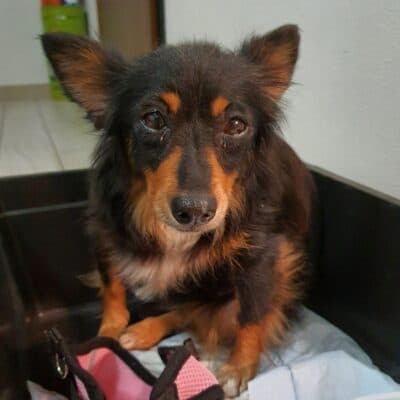 Pet photo 2