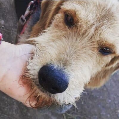 Pet photo 1