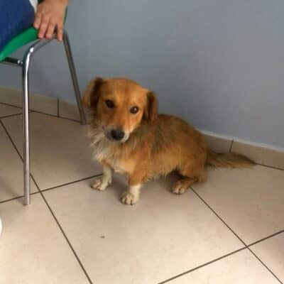 Pet photo 2
