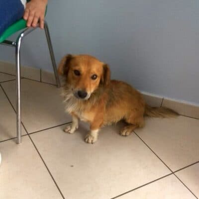 Pet photo 2