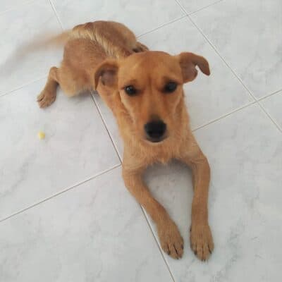 Pet photo 1