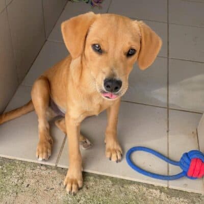 Pet photo 1