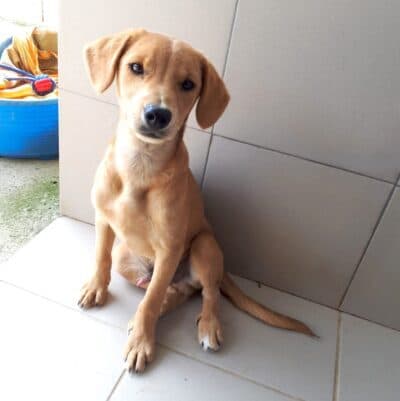 Pet photo 2