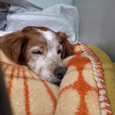 Pet photo 1
