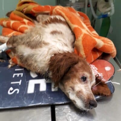 Pet photo 2