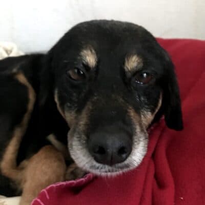 Pet photo 1