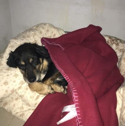 Pet photo 2