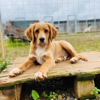 Pet photo 2