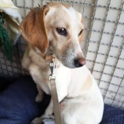 Pet photo 1