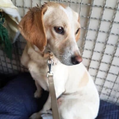 Pet photo 1