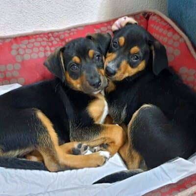 Pet photo 1