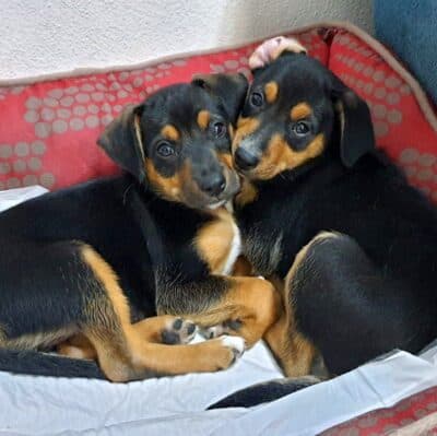 Pet photo 1