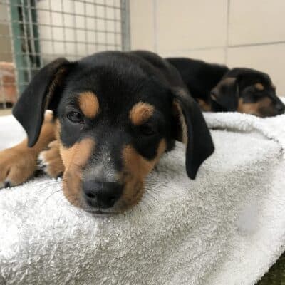 Pet photo 2