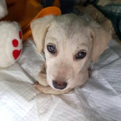 Pet photo 1