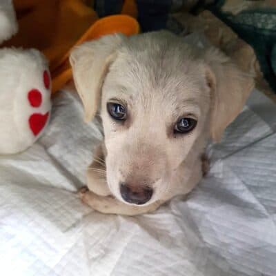 Pet photo 1