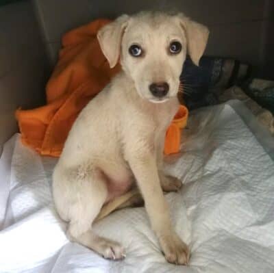 Pet photo 2