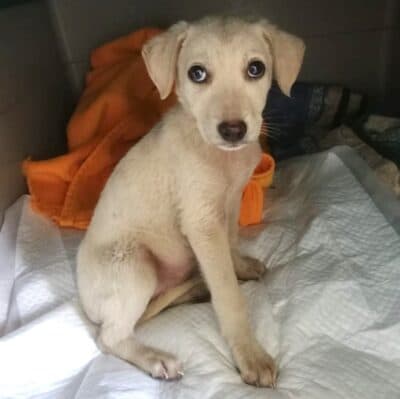 Pet photo 2