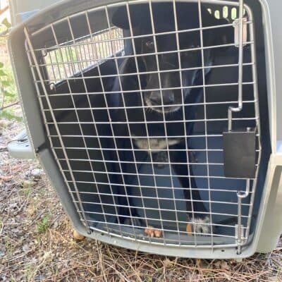 Pet photo 2