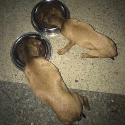 Pet photo 1