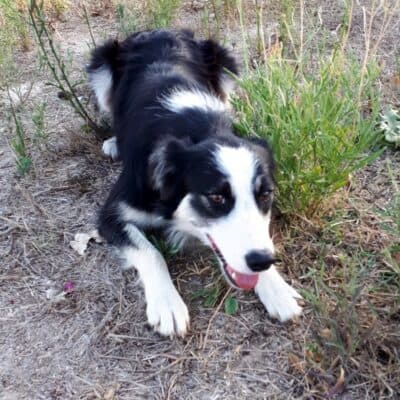 Pet photo 1