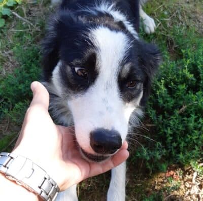 Pet photo 2