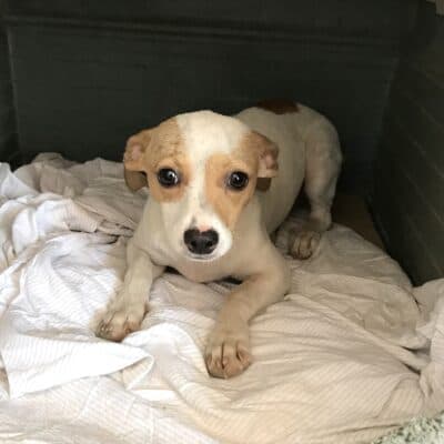 Cuccioli Ogliastra