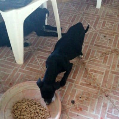 Pet photo 2