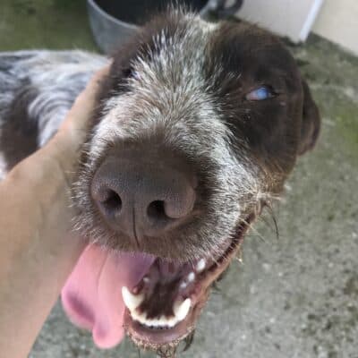 Pet photo 1