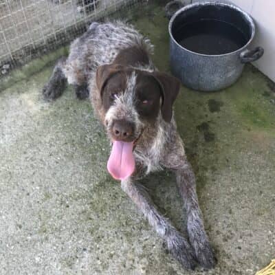 Pet photo 2
