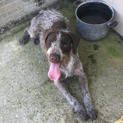 Pet photo 2