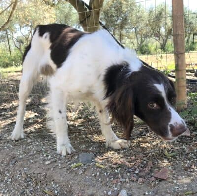 Pet photo 1