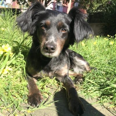 Pet photo 2