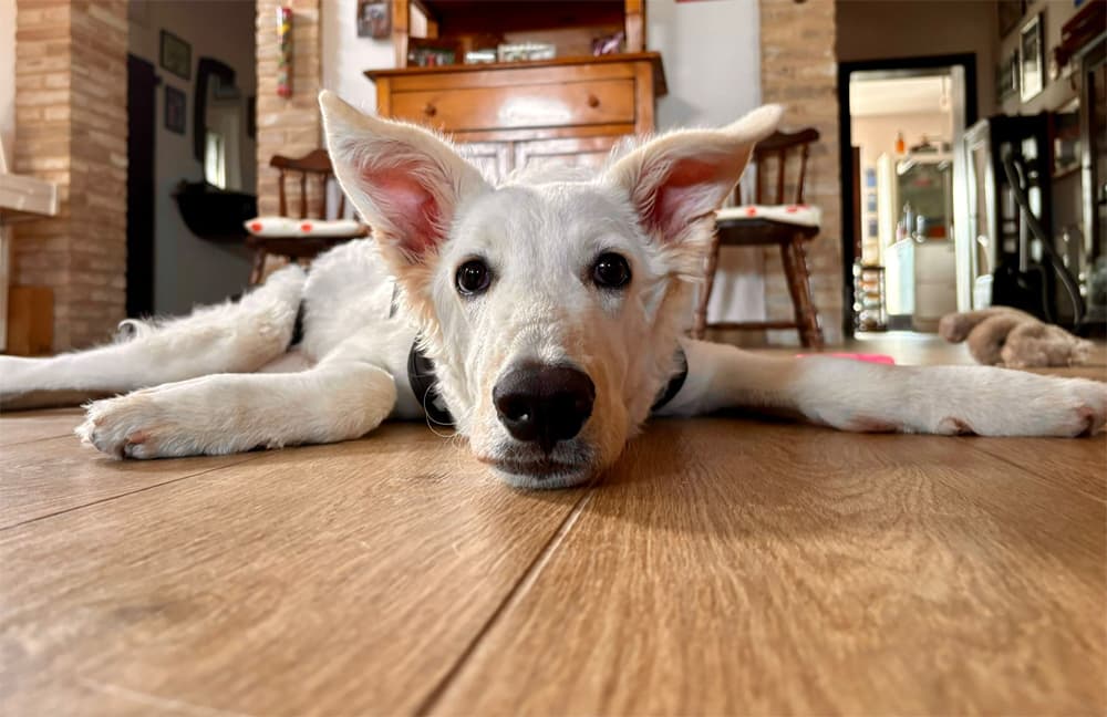 HACHI