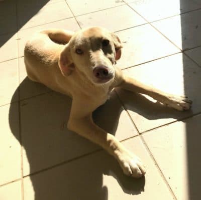 Pet photo 2