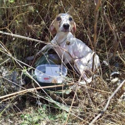 Pet photo 1