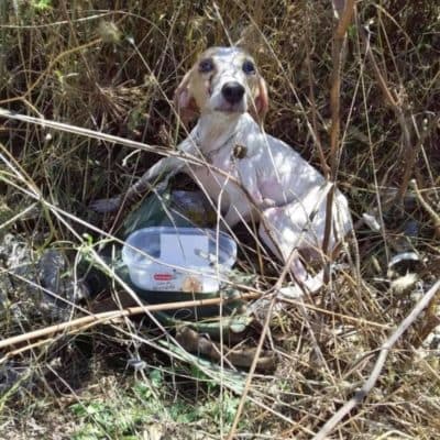 Pet photo 1