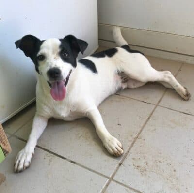 Pet photo 1