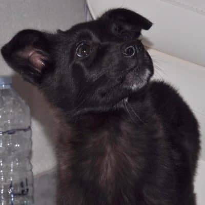 Pet photo 1