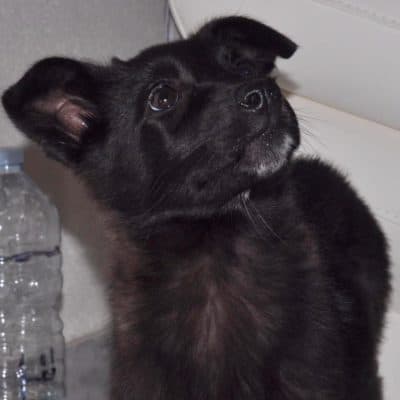 Pet photo 1