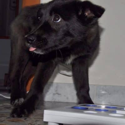 Pet photo 2