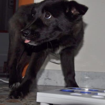 Pet photo 2